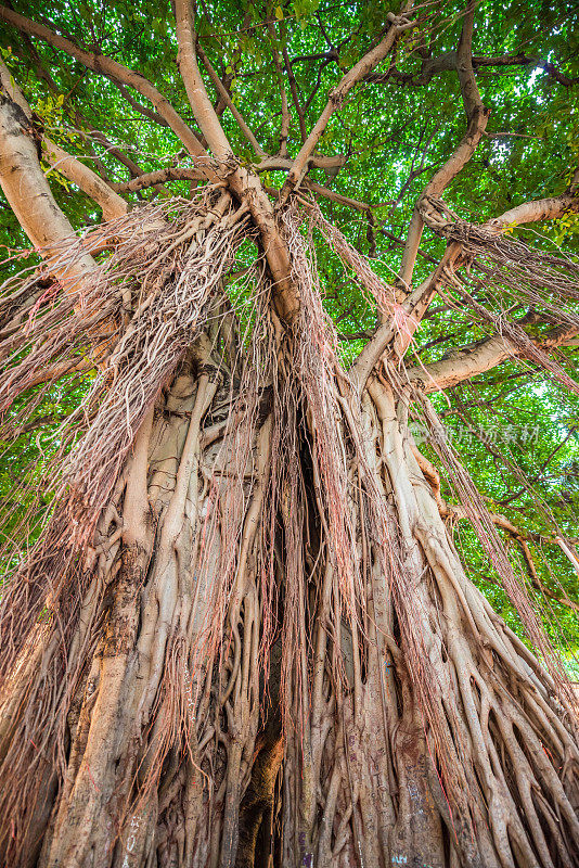 榕树(Ficus Benghalensis)特写